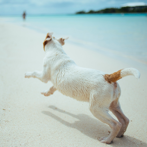 Importance of Exercise for Your Canine Companion 
