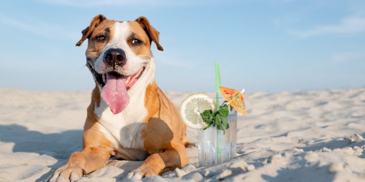 How to Keep Your Pets Cool This Summer