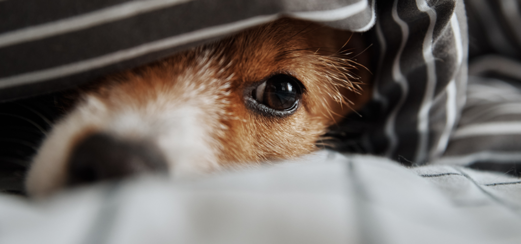 Easing Thunderstorm Anxiety in Dogs 